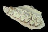 Oreodont (Merycoidodon) Jaw Section - South Dakota #136031-1